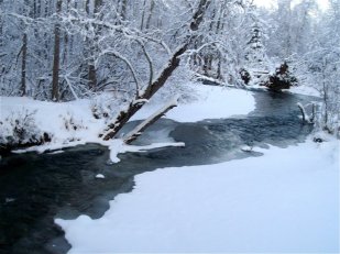 Tajga zimą (fot. http://taigatots.blogspot.com/2010/11/winter-wonderland.html)
